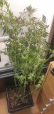 Purple Marmalade pheno 1