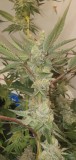 Purple Marmalade pheno 1