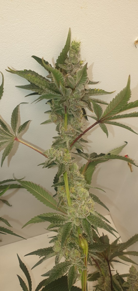 Purple Marmalade pheno 1