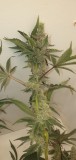 Purple Marmalade pheno 1