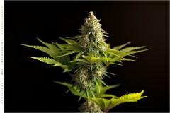 Seedstockers Blackberry Gum Cola
