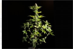 Seedstockers Blackberry Gum Full Plant