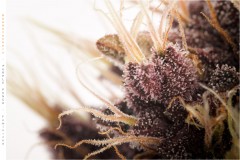 Seedstockers Purple Punch Trichomes