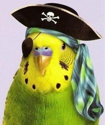 piratebudgie