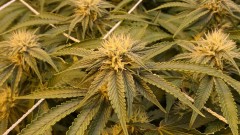 Multi strain