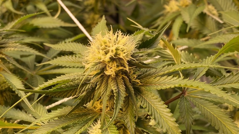 Multi strain