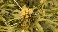 Multi strain