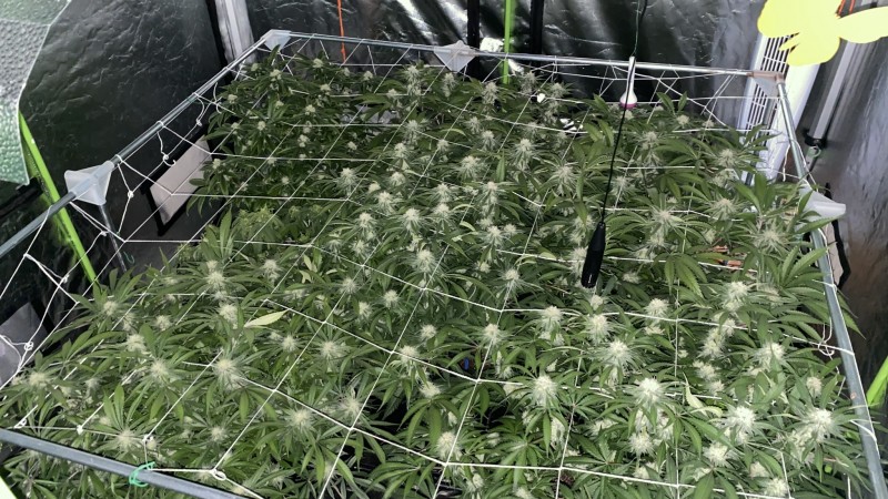 Multi strain