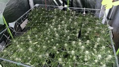 Multi strain