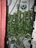 4f (1)