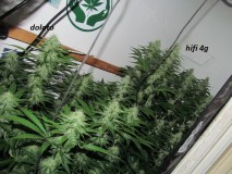 4f (3)