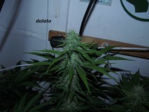 4f (4)