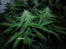 4f (5)