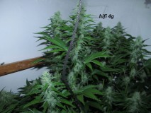 4f (7)