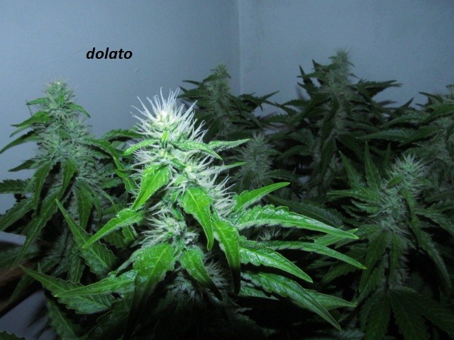 4f (9)