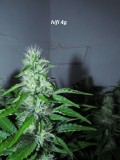 4f (10)