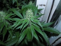4f (12)