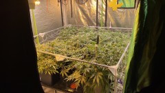 Multi strain