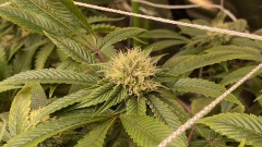 Multi strain