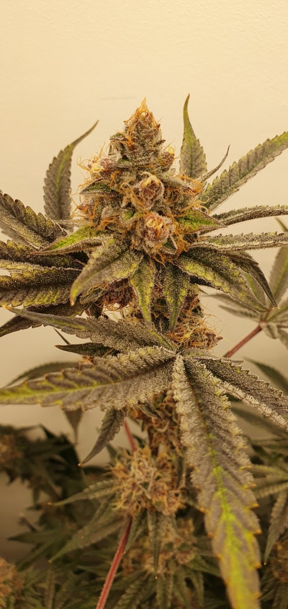 Purple Marmalade pheno 2