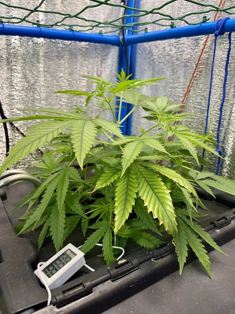 Gelatto week 1 veg 2