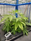 Gelatto week 1 veg 2