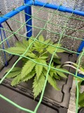 TP week 1 veg 1