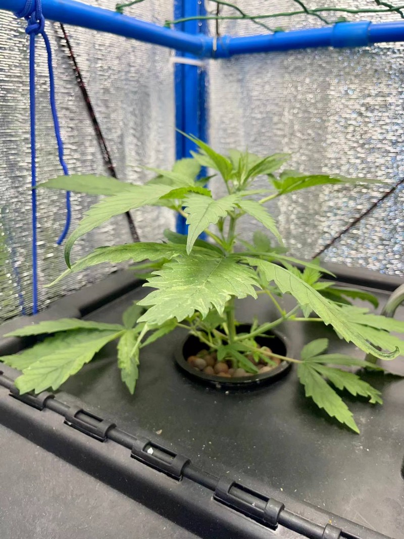 TP week 1 veg 2