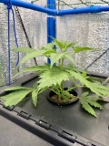 TP week 1 veg 2