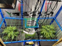 Gelatto TP grow Week 1 veg 1_