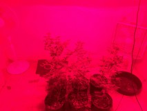 IMG_3662[1]