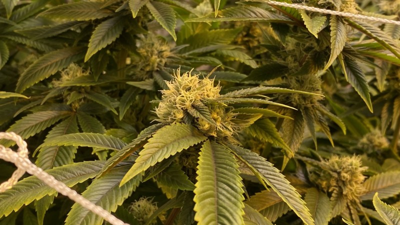 Trainwreck