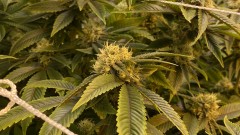 Trainwreck