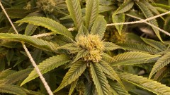 Trainwreck