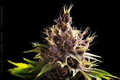 Seedstockers-Purple-Punch-Flower07-12-2021