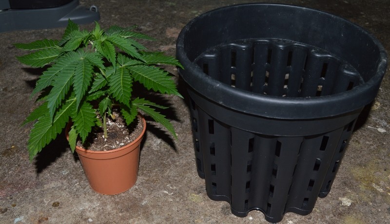 G13 Haze re-pot 21-22.11 (5) (800x460)