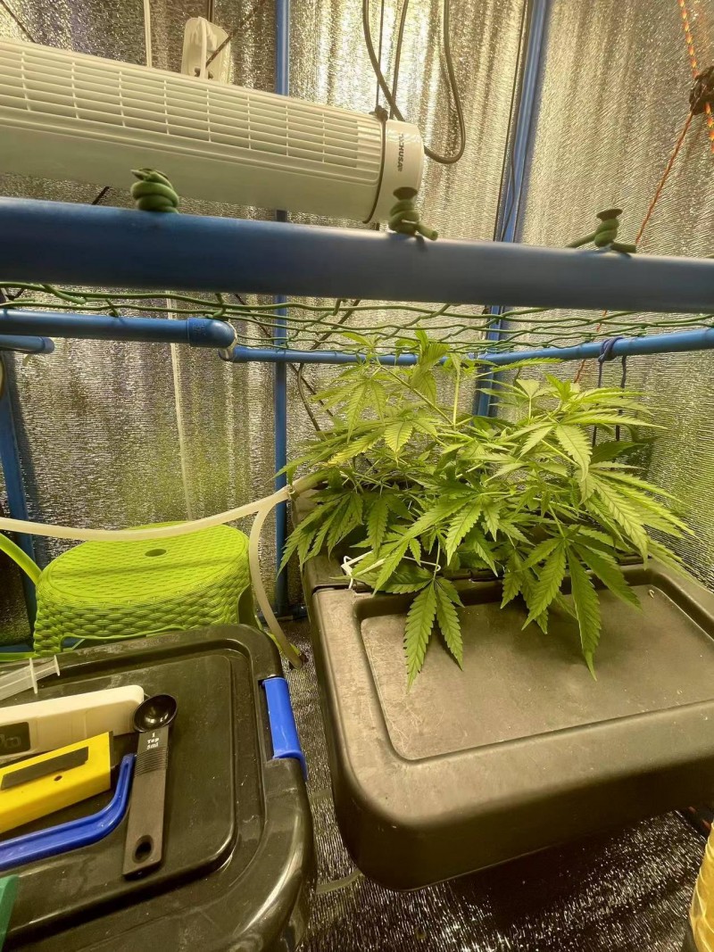 Gelatto week 1 veg 4