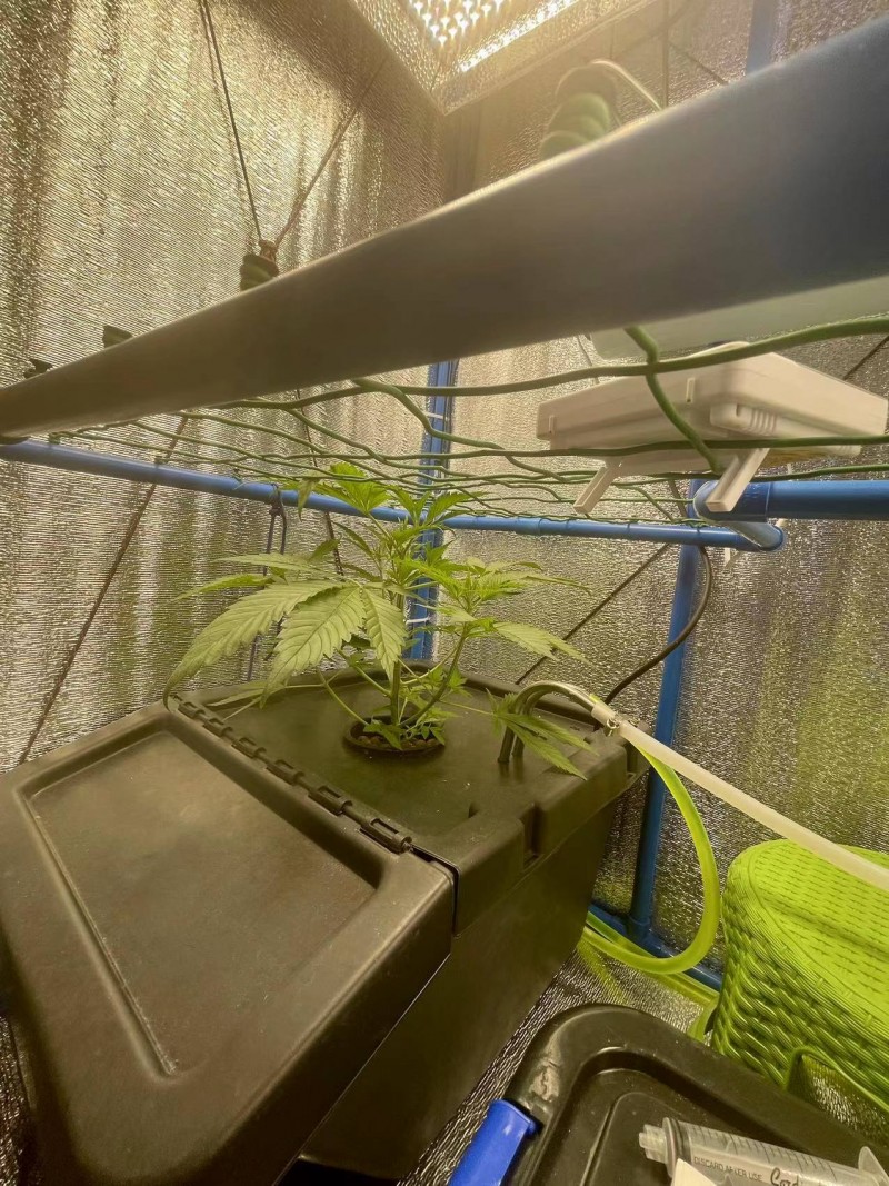 TP week 1 veg 4