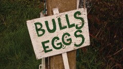 Blog Bulls Eggs