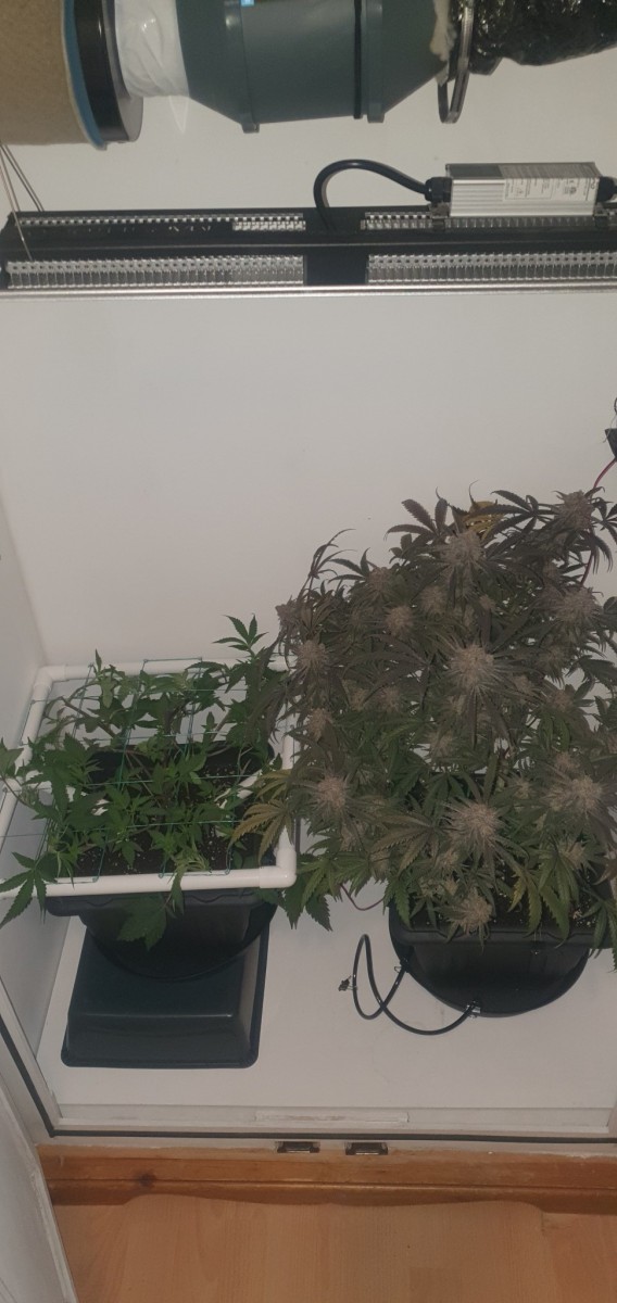 Purple Marmalade/Wedding Cake