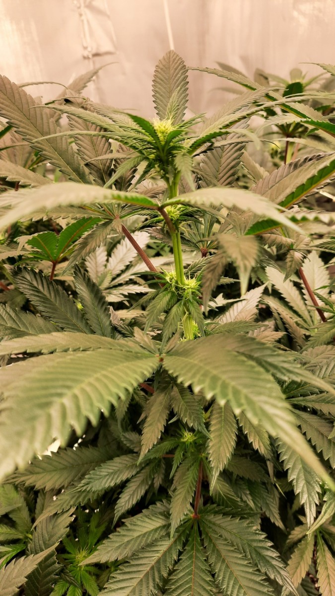 Mimosa