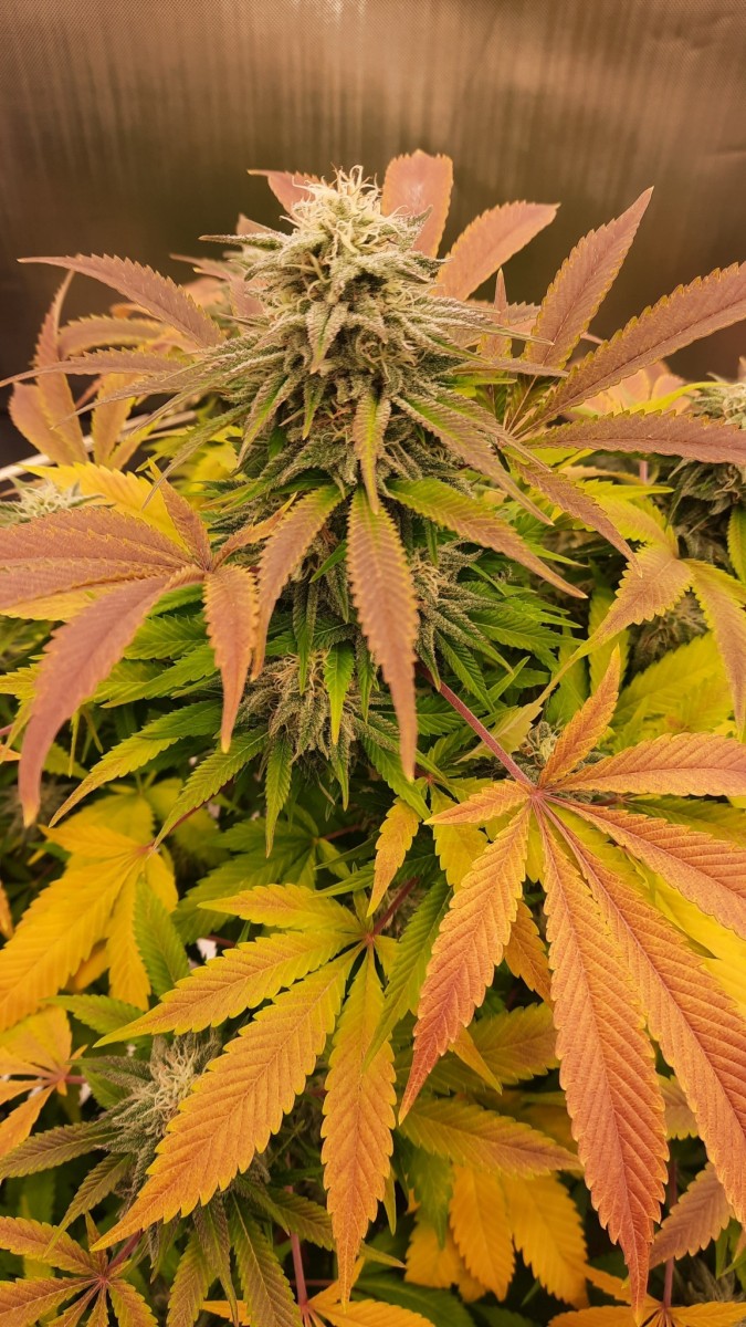 Strawberry Glue