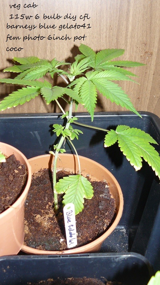 drobes day1 veg 11.12.21 011
