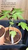drobes day1 veg 11.12.21 011