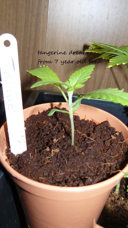 drobes day1 veg 11.12.21 015