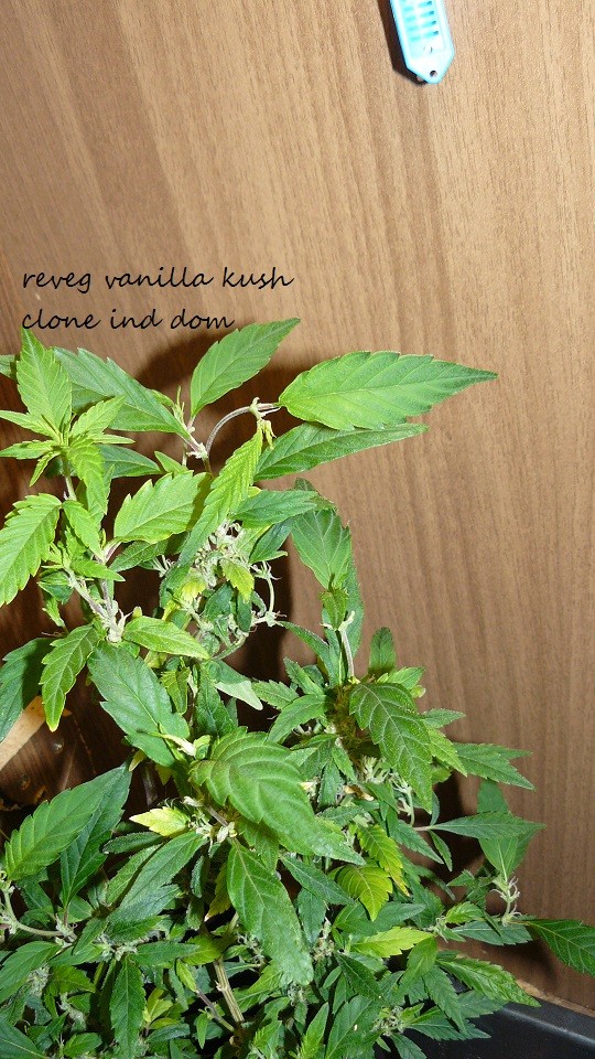 drobes day1 veg 11.12.21 019