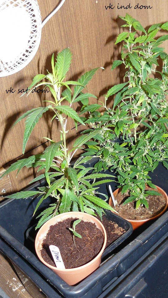 drobes day1 veg 11.12.21 020