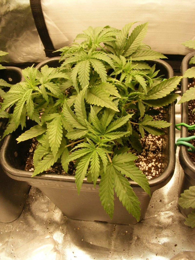 16-12-20180003-seedsman