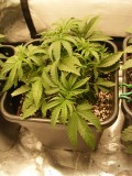 16-12-20180003-seedsman