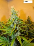 w5 (5)